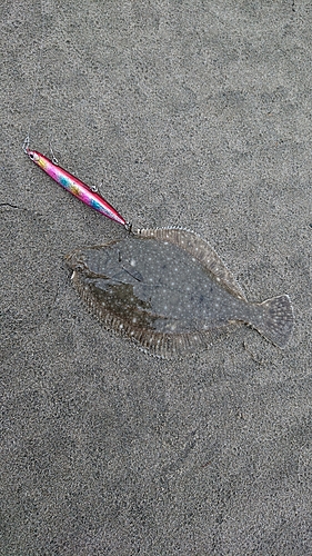 カレイの釣果