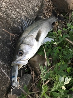 マルスズキの釣果