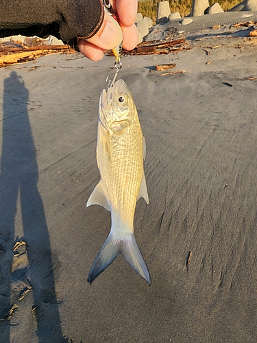 ツバメコノシロの釣果