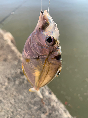 ヒイラギの釣果