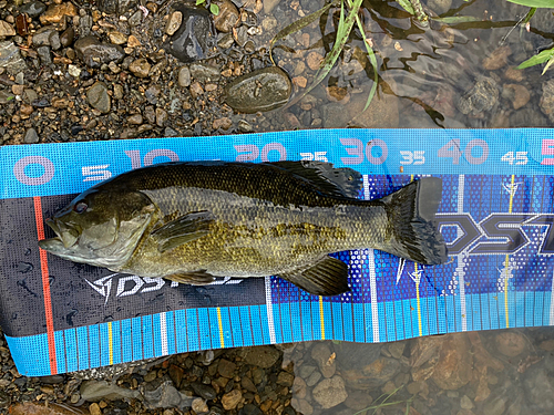 スモールマウスバスの釣果