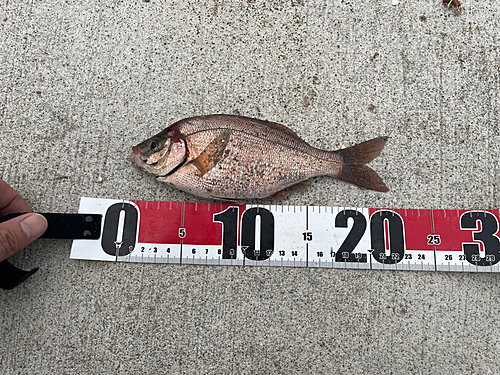 ウミタナゴの釣果