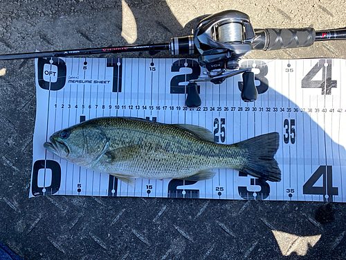 ブラックバスの釣果