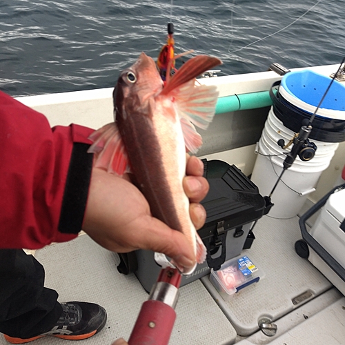 カナガシラの釣果