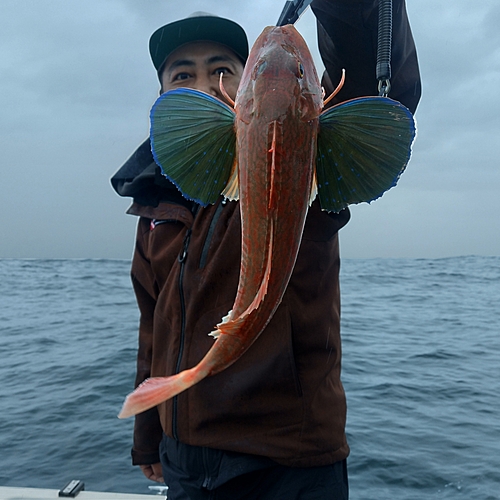 ホウボウの釣果