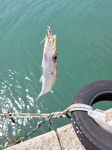 カマスの釣果