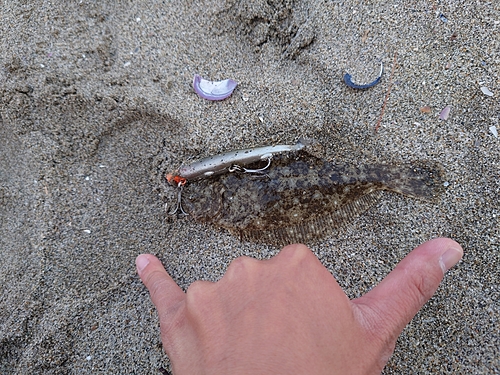 ヒラメの釣果