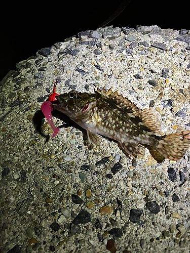 カサゴの釣果