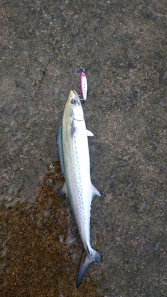 サゴシの釣果