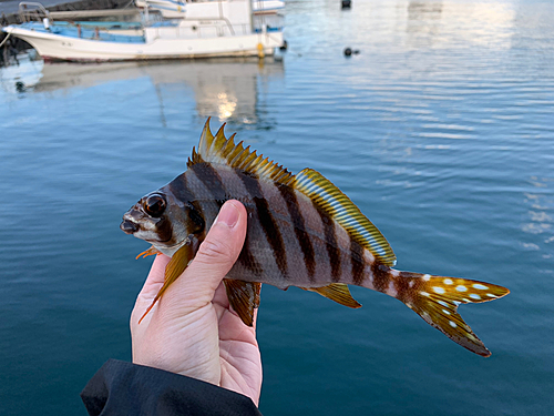 タカノハダイの釣果