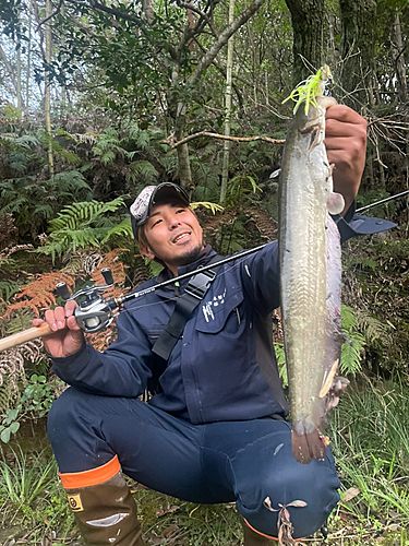 ナマズの釣果