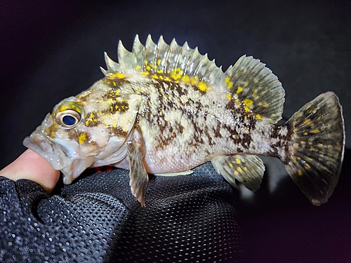 オウゴンムラソイの釣果