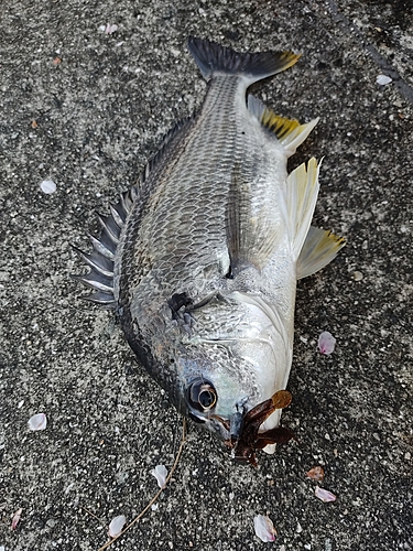 キビレの釣果