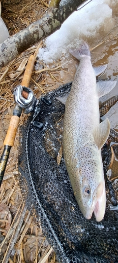 イトウの釣果