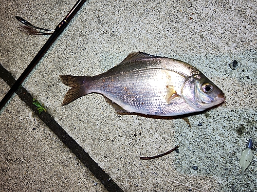 ウミタナゴの釣果