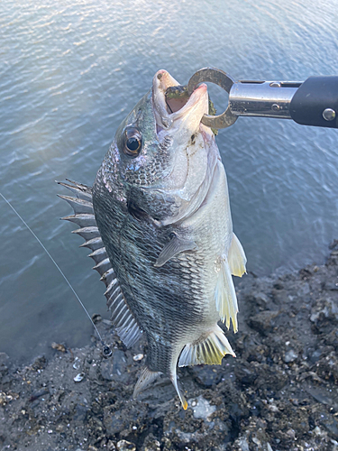 キビレの釣果