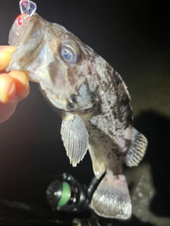 クロソイの釣果