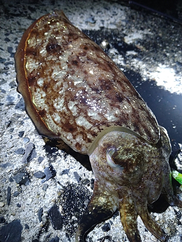 コウイカの釣果