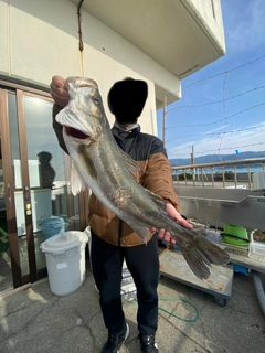 スズキの釣果