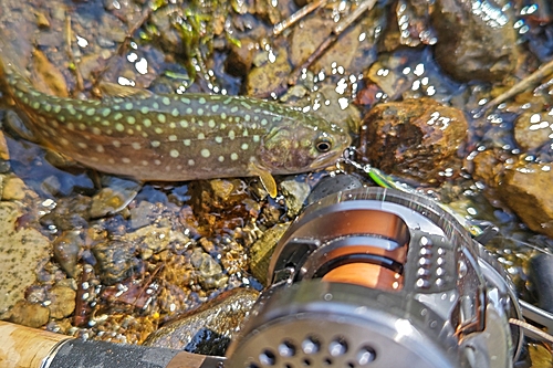 イワナの釣果