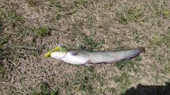 ナマズの釣果