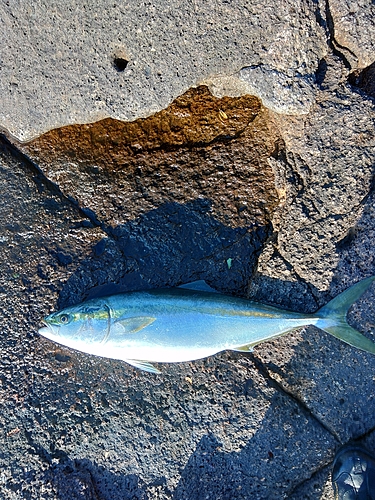 メジロの釣果