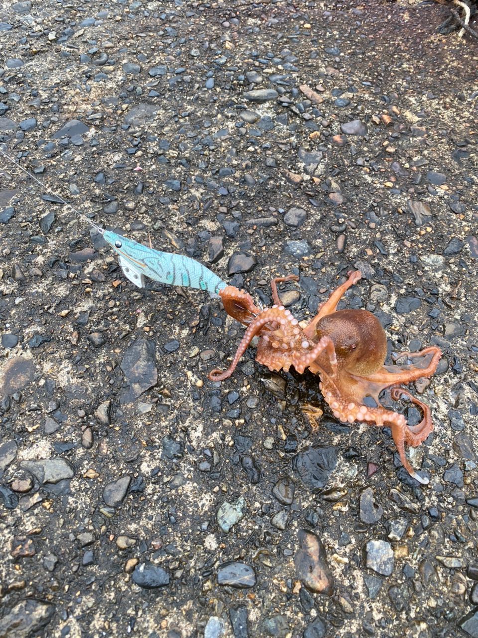 タコ