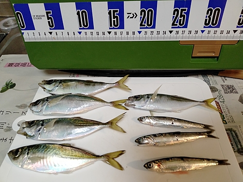 アジの釣果