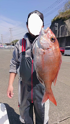 マダイの釣果