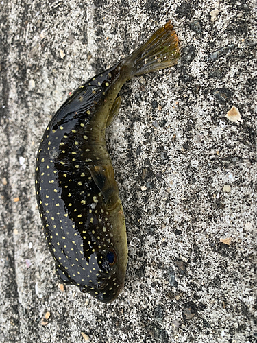 ゴマフグの釣果