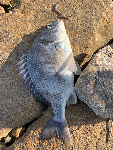 クロダイの釣果