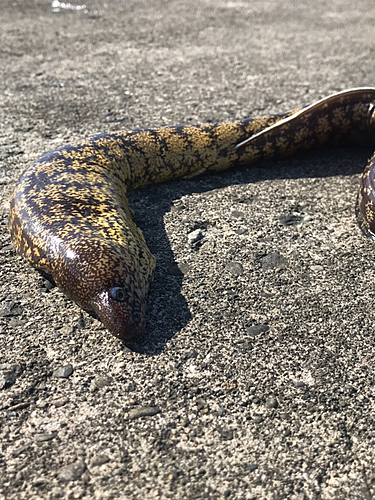 ウツボの釣果