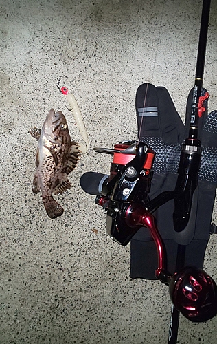 クロソイの釣果