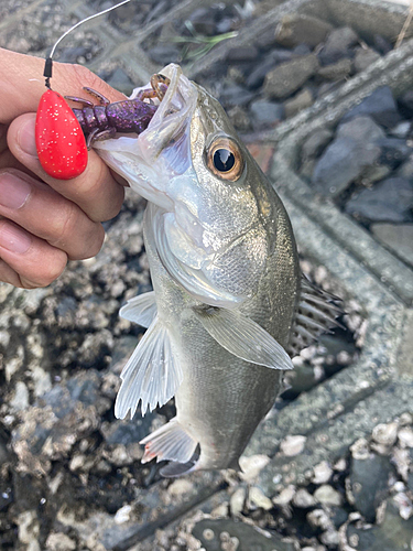 セイゴ（マルスズキ）の釣果