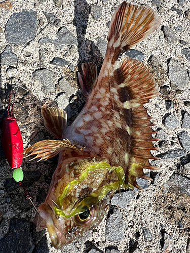 アラカブの釣果