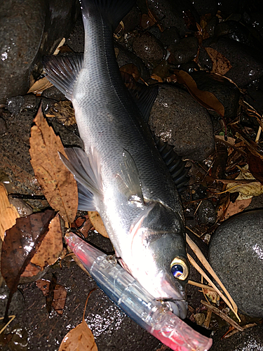 セイゴ（ヒラスズキ）の釣果