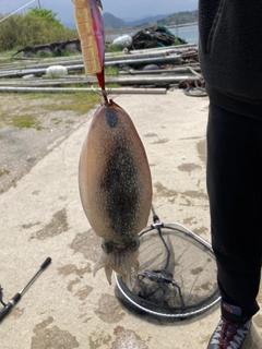 コウイカの釣果