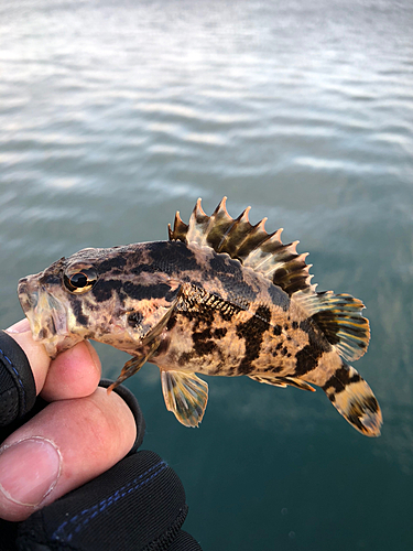 タケノコメバルの釣果