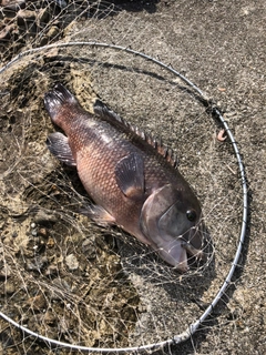 コブダイの釣果