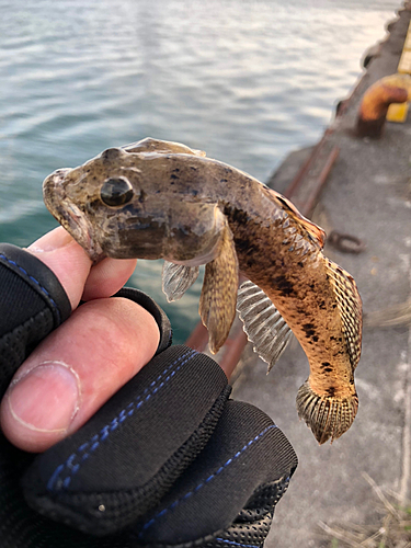 ハゼの釣果