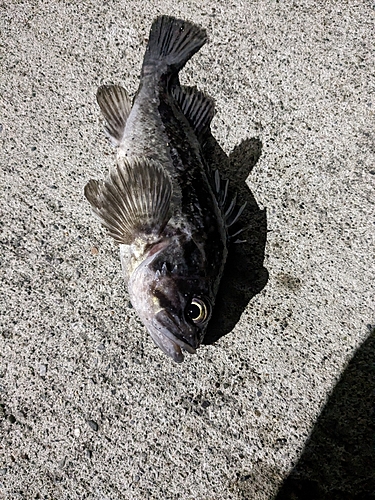 クロソイの釣果