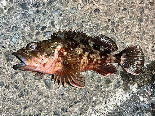 カサゴの釣果