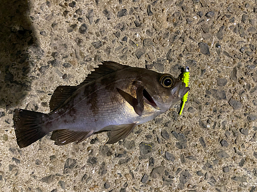 シロメバルの釣果