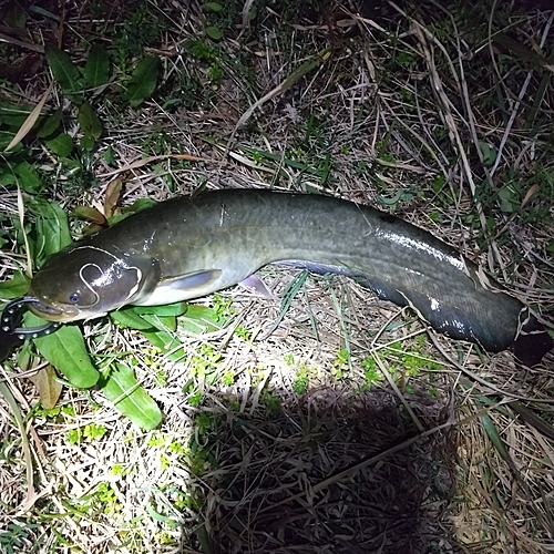 マナマズの釣果