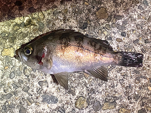 メバルの釣果