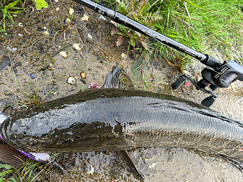 ライギョの釣果