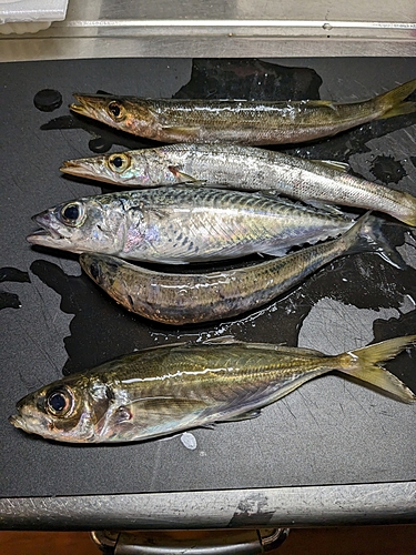 カマスの釣果