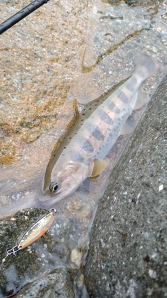 アマゴの釣果