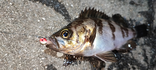 メバルの釣果