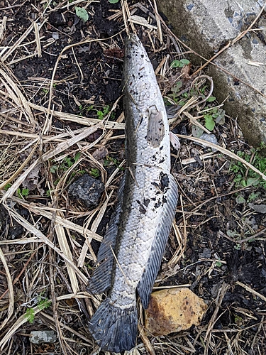 ライギョの釣果